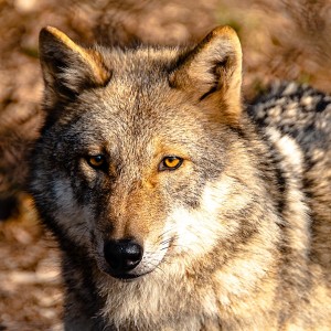 Wildpark Feldkirch Wolf